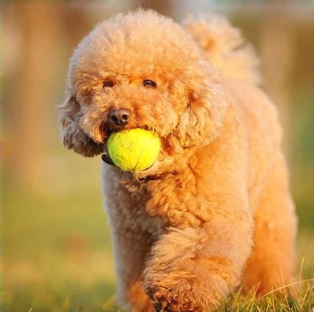 Cheap Tennis Ball