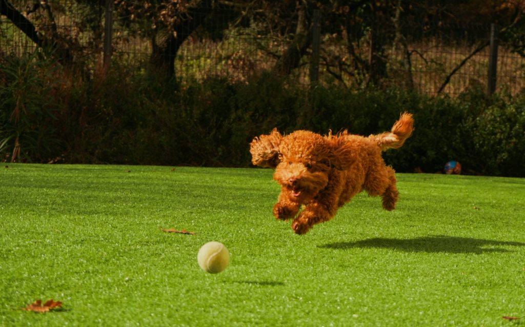 Best tennis balls