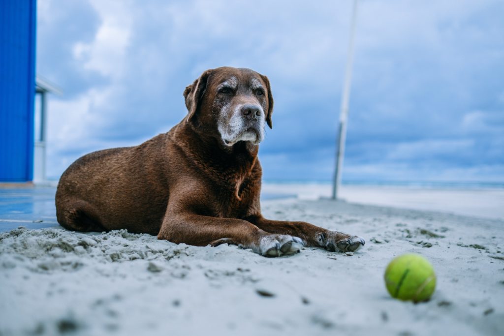 Best tennis ball