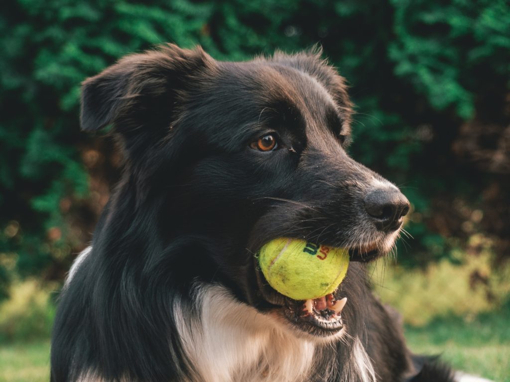 Cheap Tennis Ball