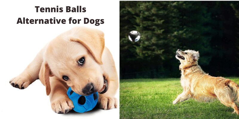 tennis balls alternative for dogs