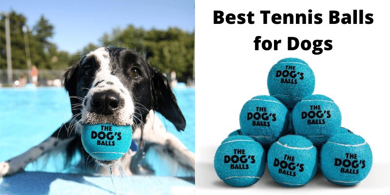 The Dog’s Balls Tennis Ball