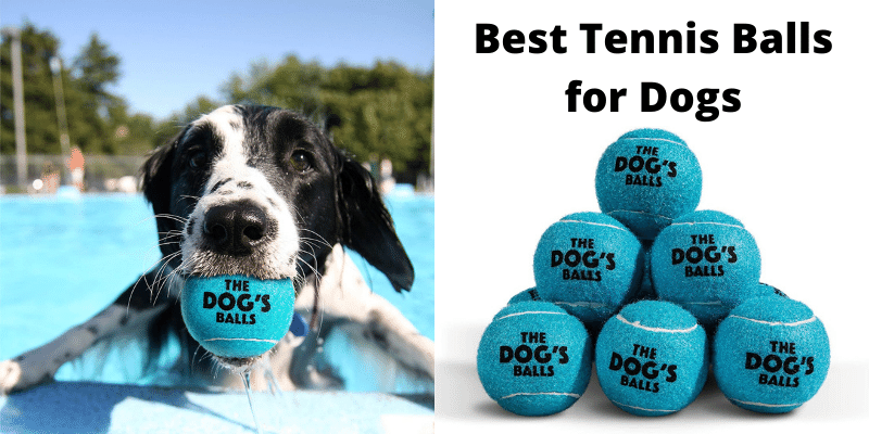 12 Best Tennis Balls for Dogs Games of Fetch Review