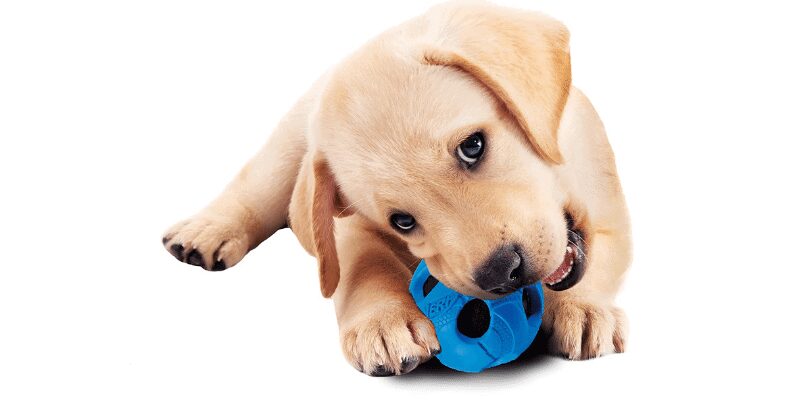 Tennis balls alternative for Dogs