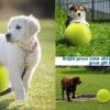 best tennis balls for dogs