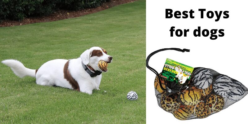Unique Dog Fetch Squeaker Balls 