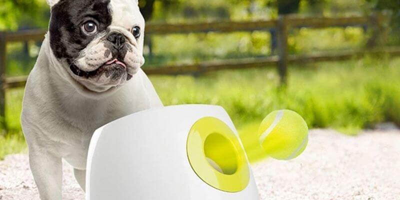 Petsafe Automatic Ball Launcher Dog Toys